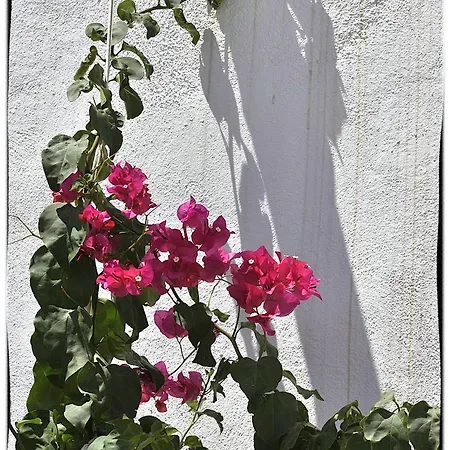 Apartmán Theasis Sifnos Platis Gialos (Sifnos)